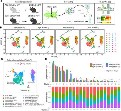 Single-cell analysis of graft-infiltrating host cells identifies caspase-1 as a potential therapeutic target for heart transplant rejection